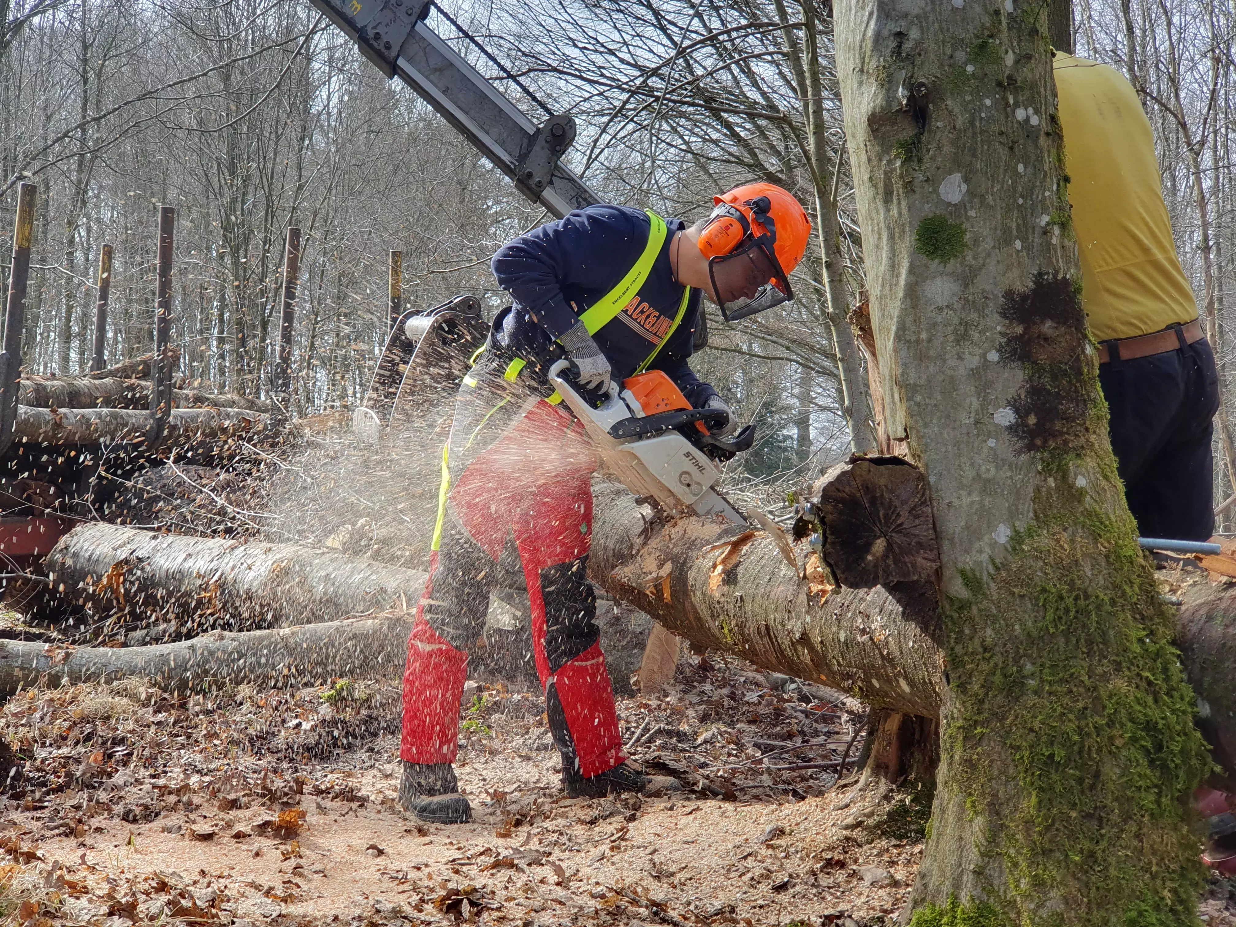 Sägen von Holz unter Spannung